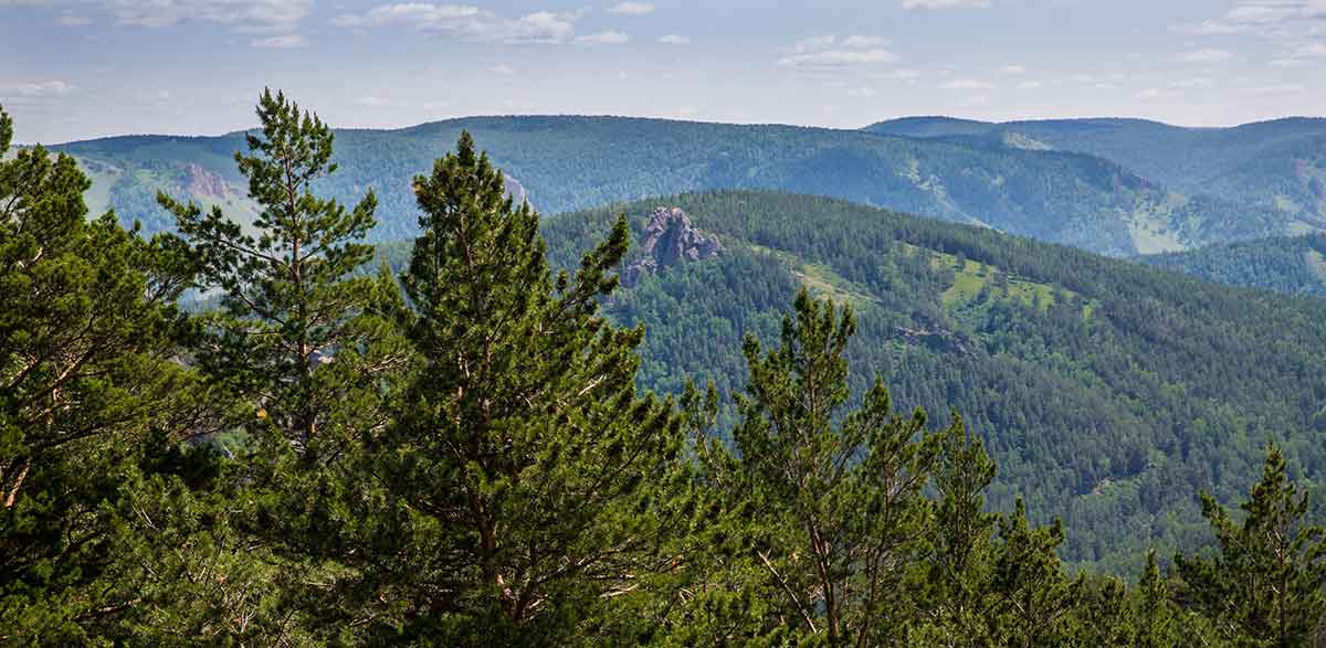 siberian taiga forest