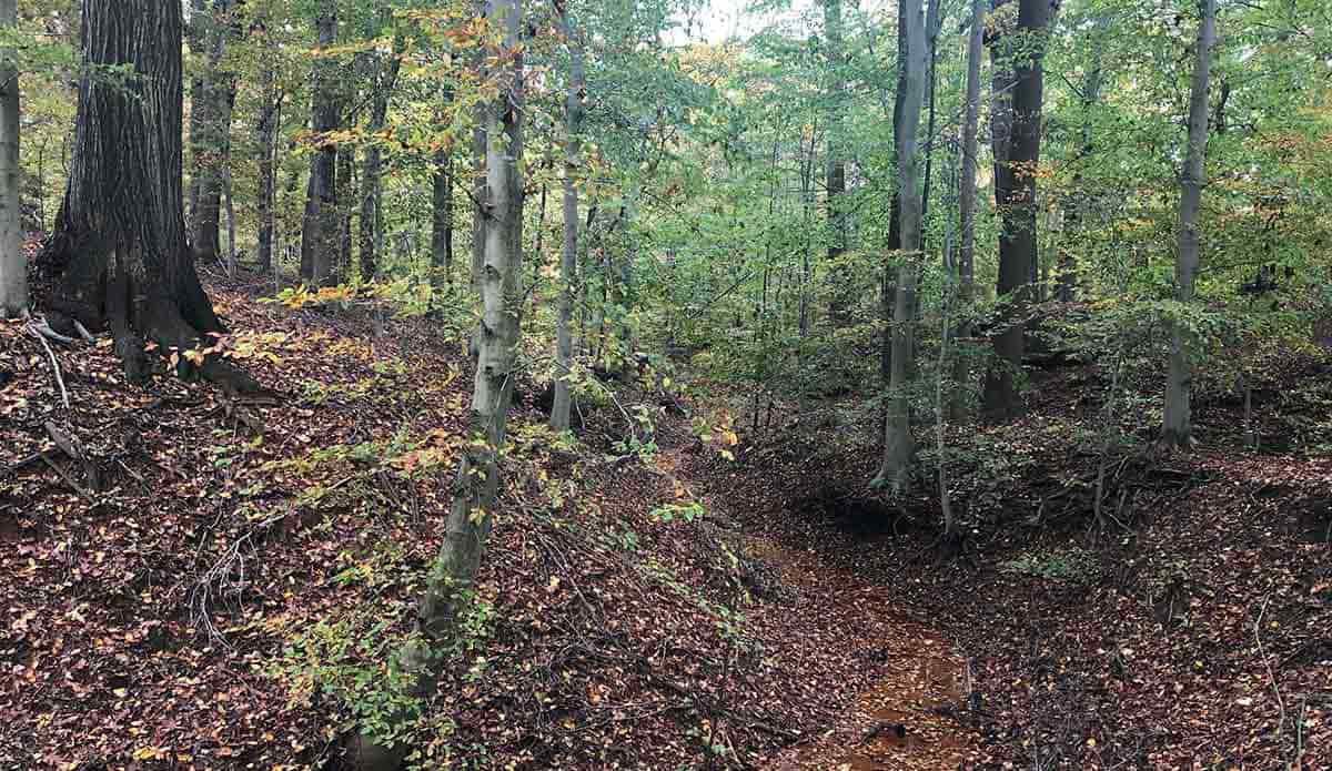 smithville smiths woods