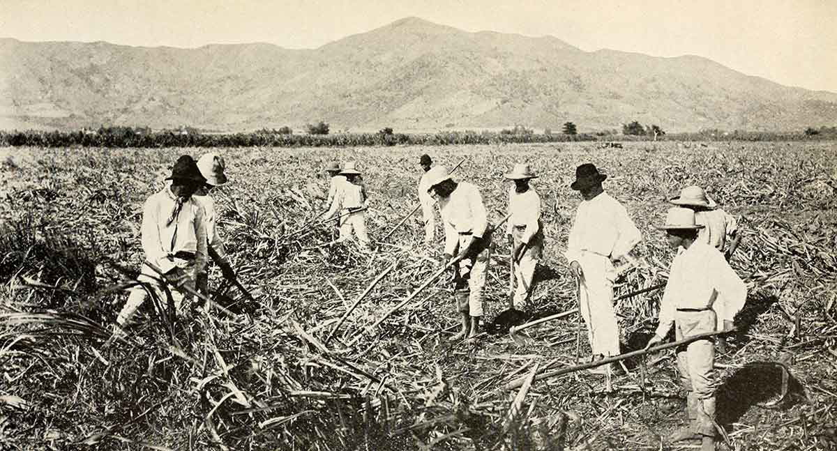 sugarcane workers puerto rico jibaros