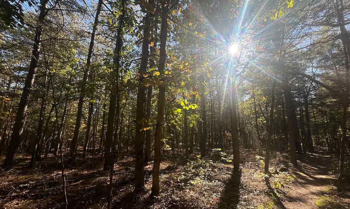 sunny batona trail