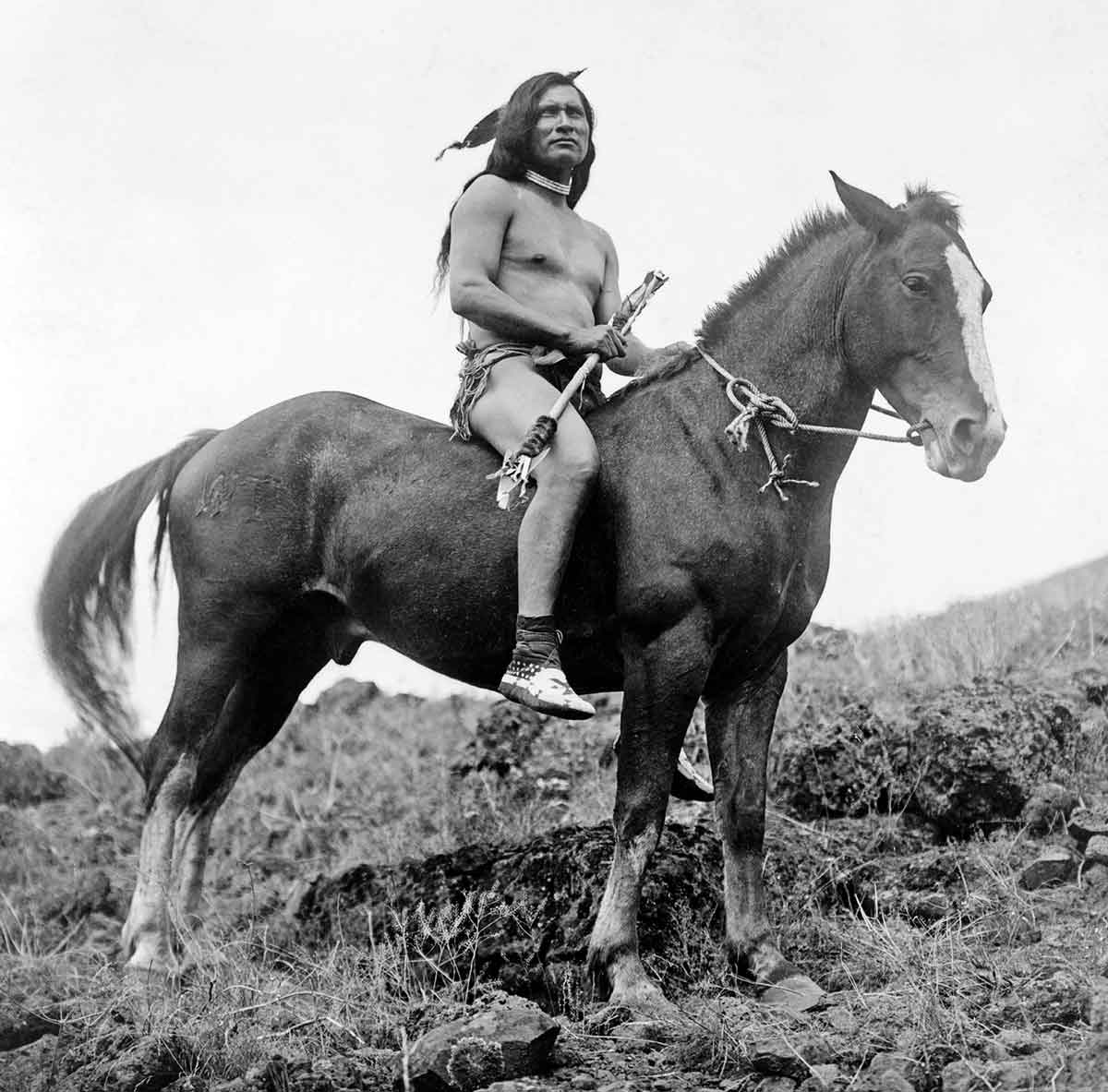 unnamed nez perce horse