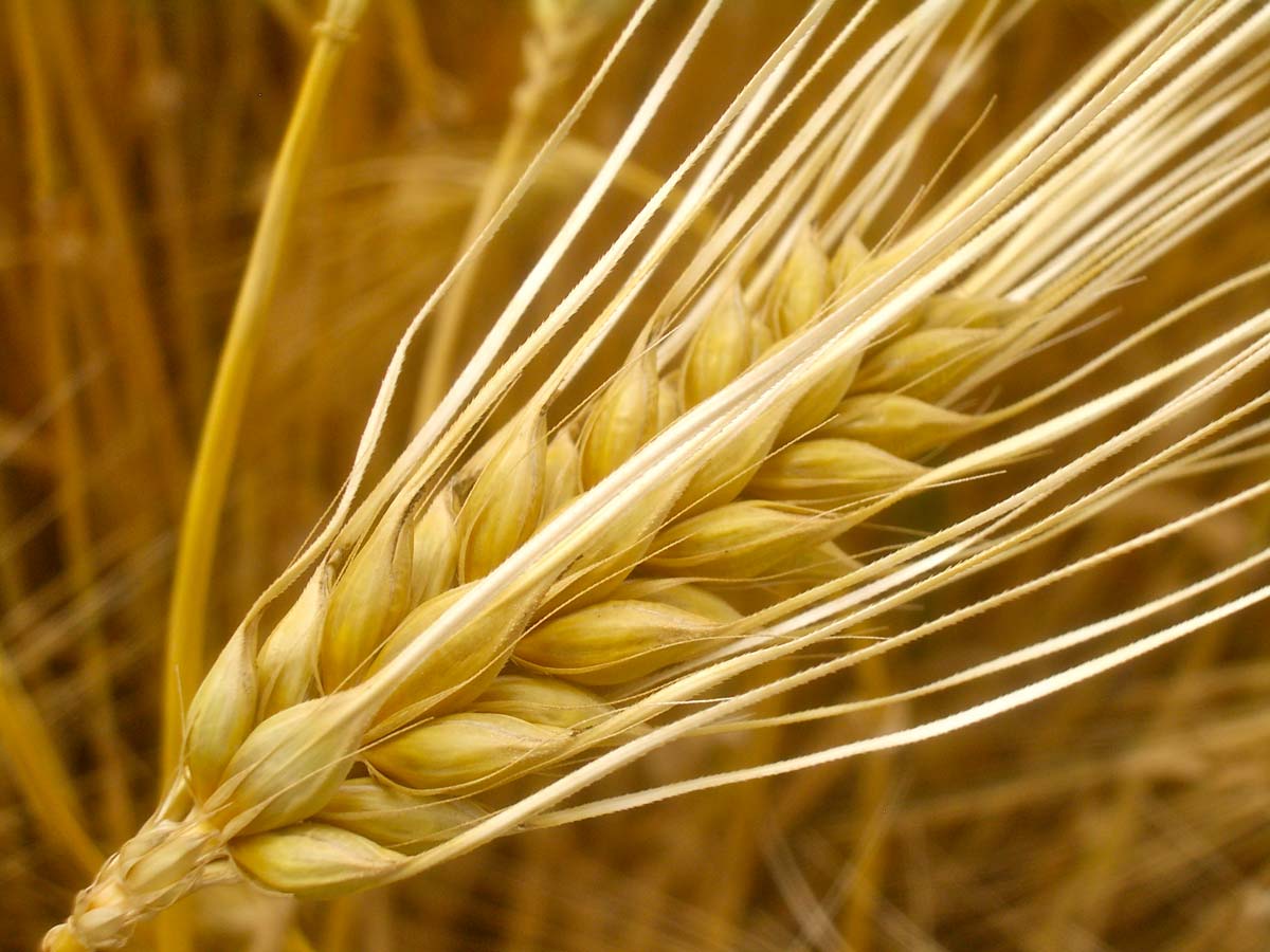 barley ear germany