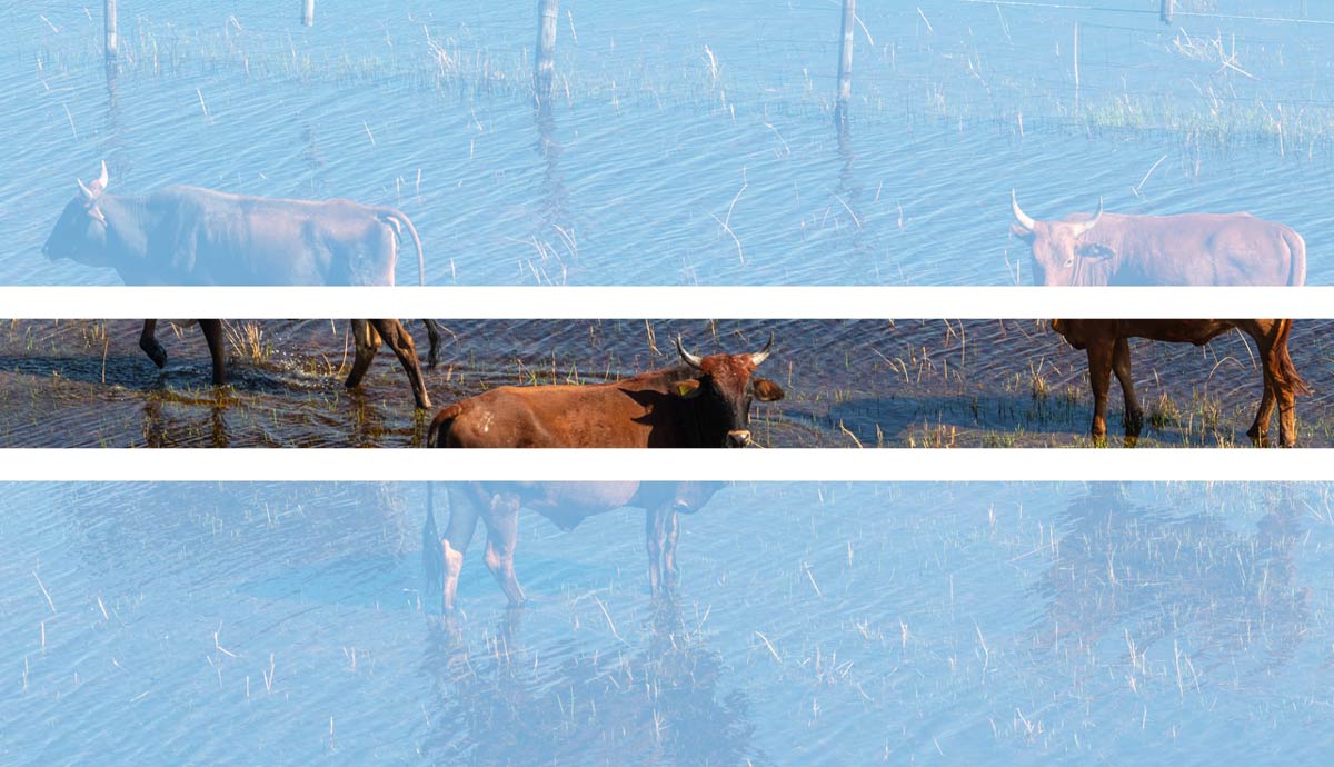 Cattle standing in field