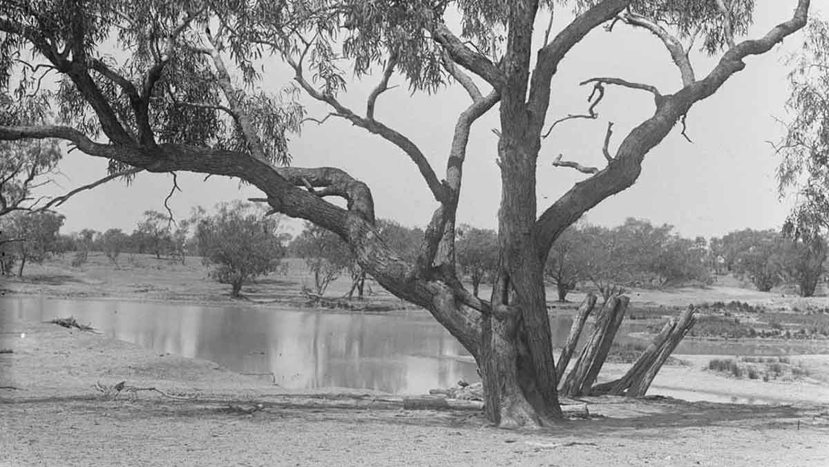 burke wills tree fort