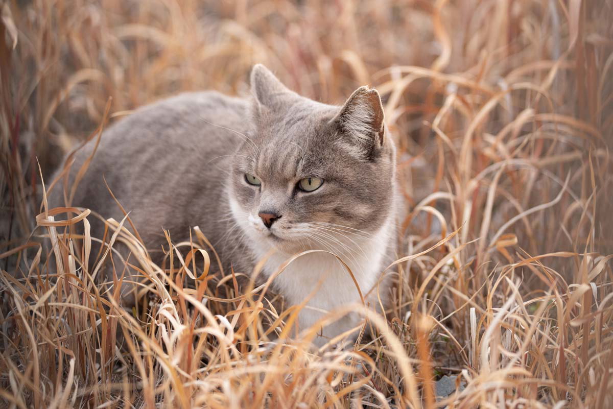 cats grain neolithic period