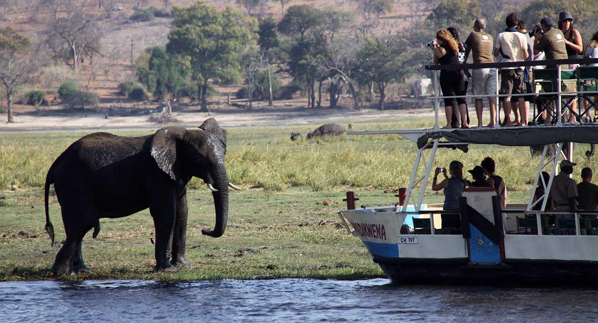 elephant botswana sedudu