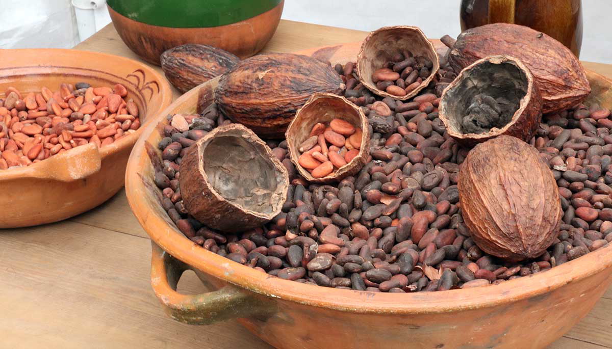 granos de cacao