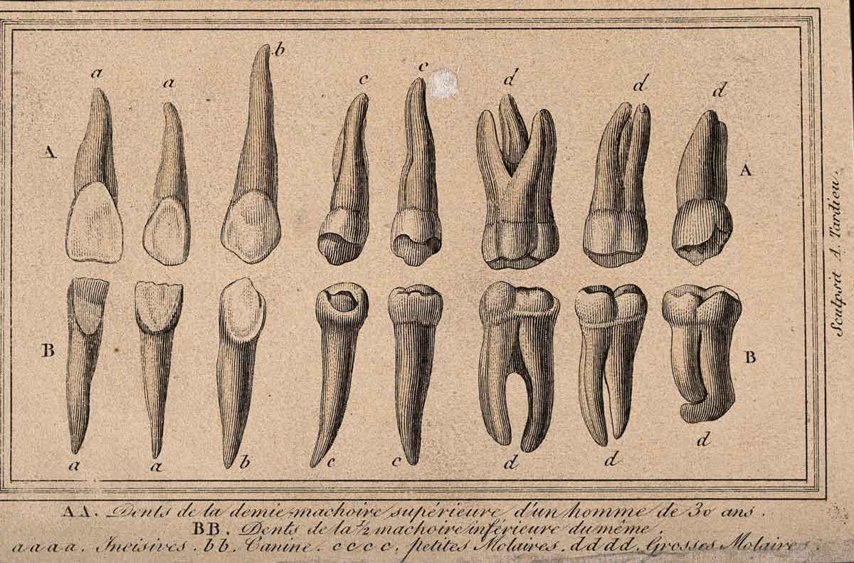 homo sapien teeth engraving