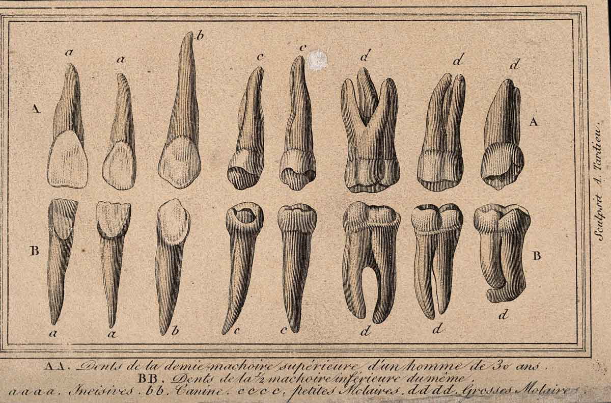 homo sapien teeth engraving