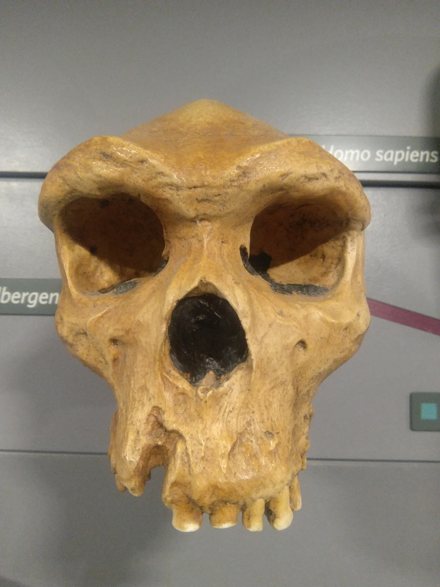 homo_heidelbergensis_skull