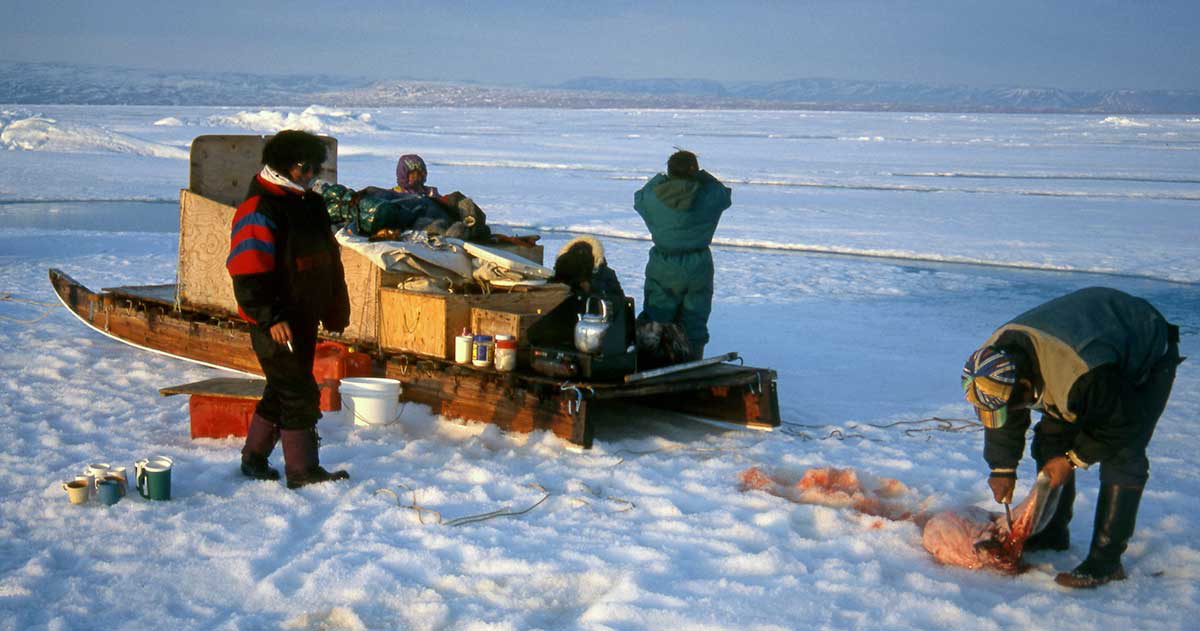inuit sled team baffin island arctic