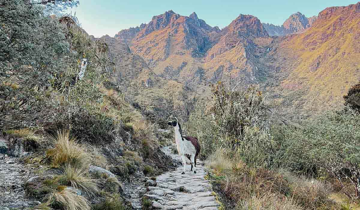llama on path inca empire