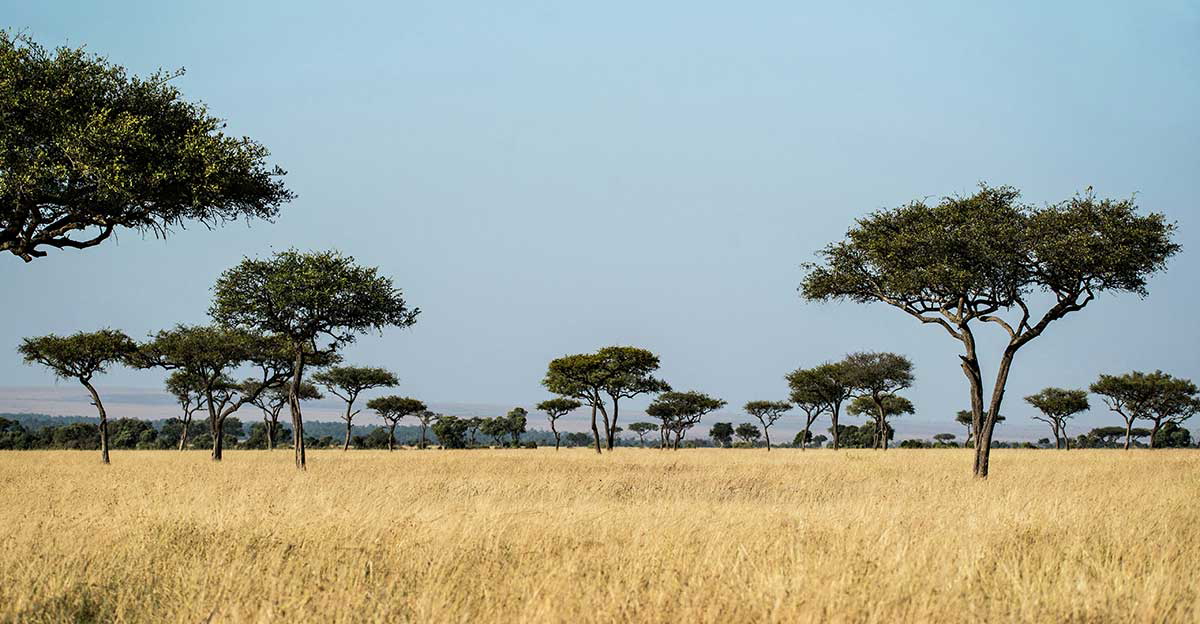 masai kenya trees
