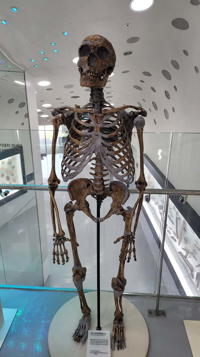 neanderthal model jeongok