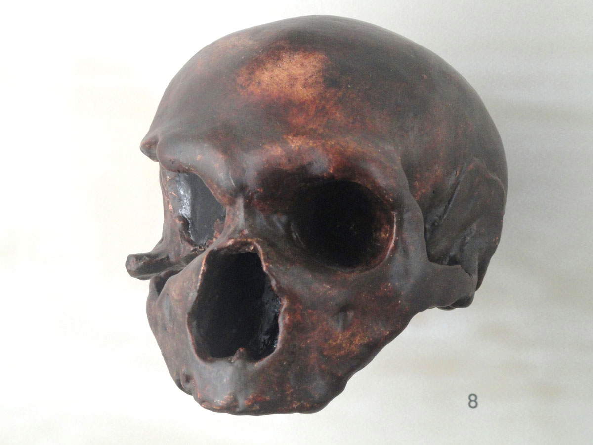 neanderthal skull germany