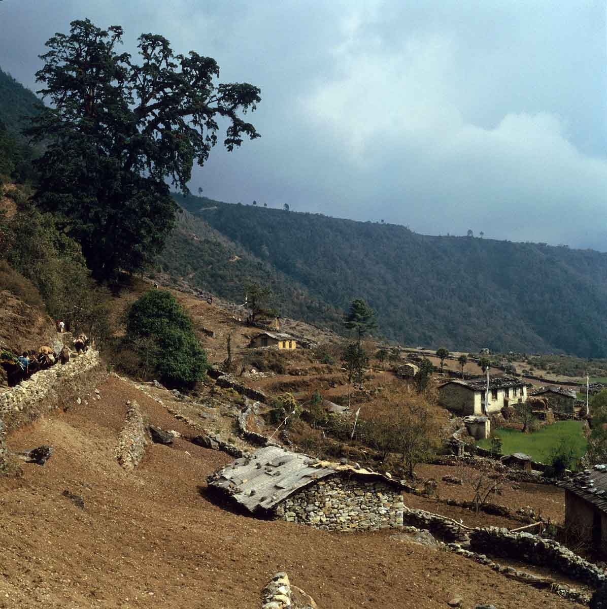 nepal himalayas agriculture