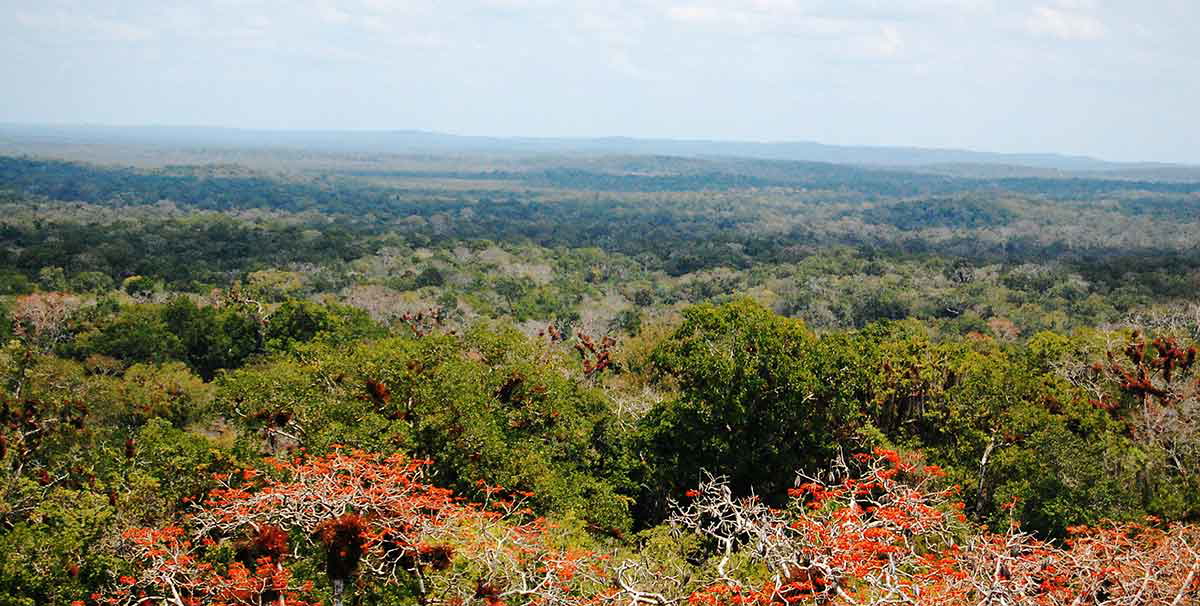 rainforest canopy peten guatemala lost cities