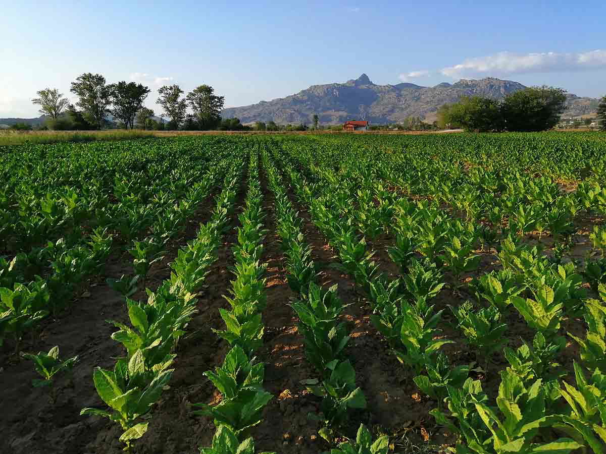 rows of tobacco in field