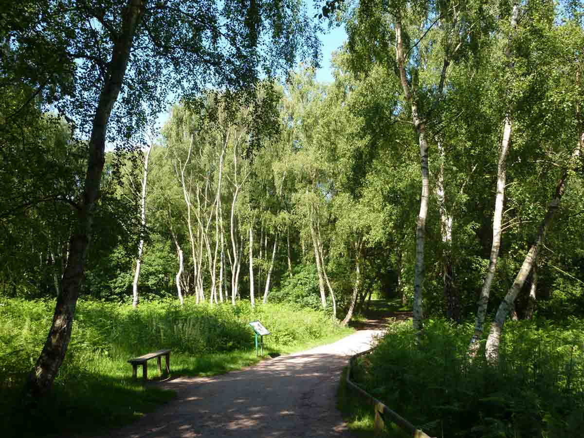 sherwood forest andrew hill cc by 2