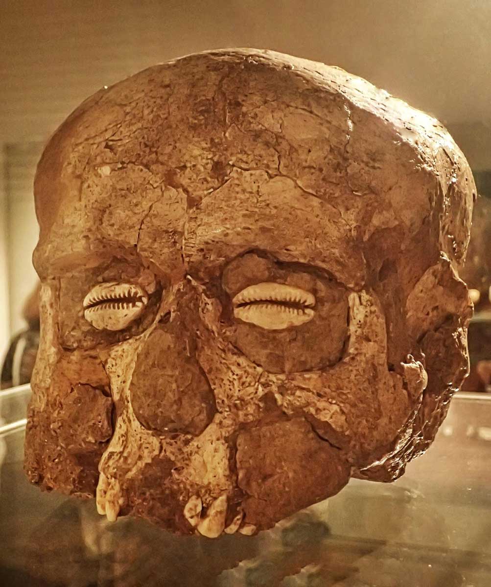 skull jericho cowry shells