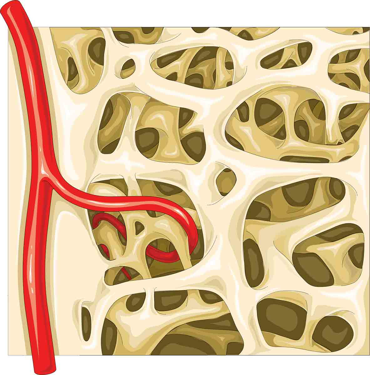 spongy bone visual representation