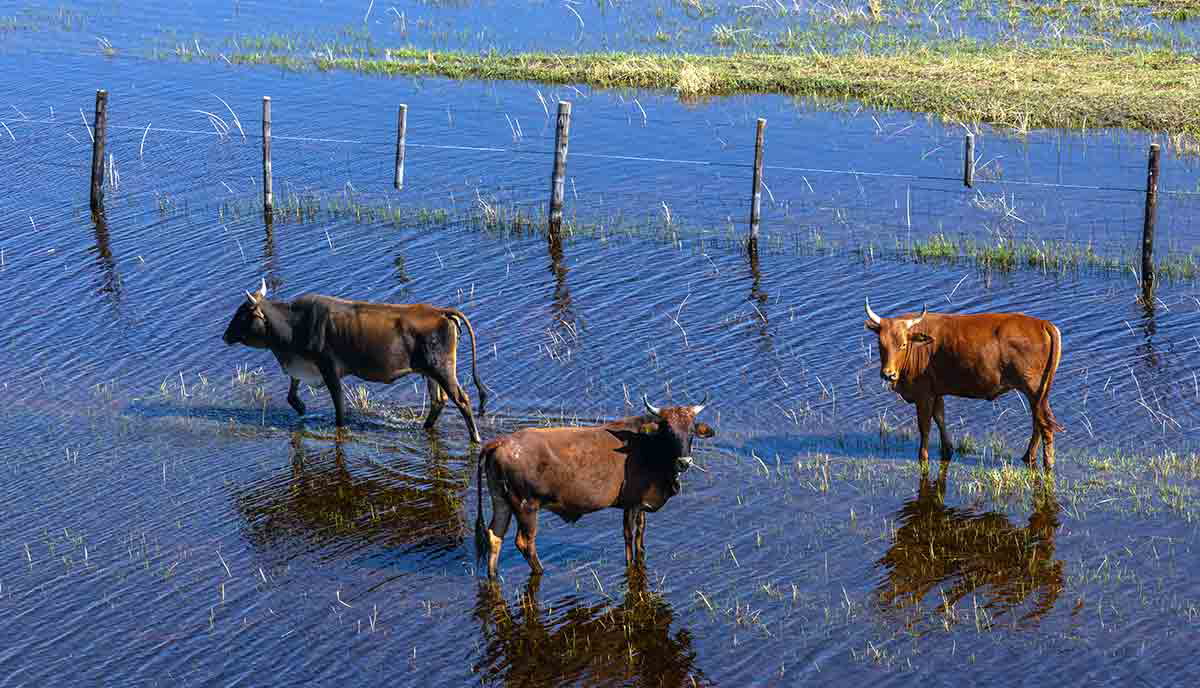 tswana cattle okavango