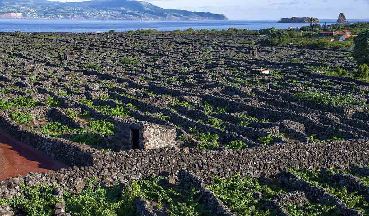 vineyards pico azores