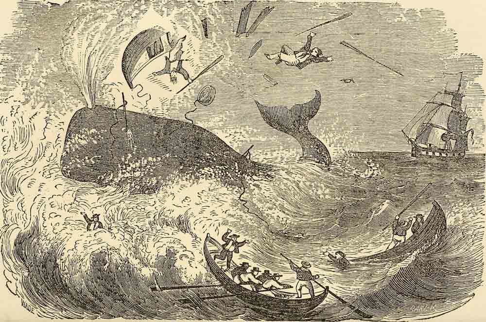 whaling drawing danger sinking