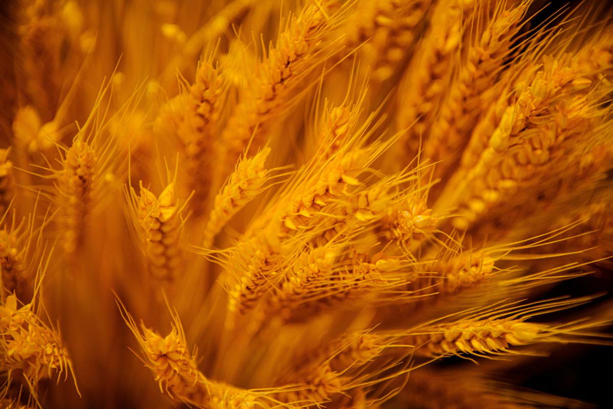 wheat suki lee