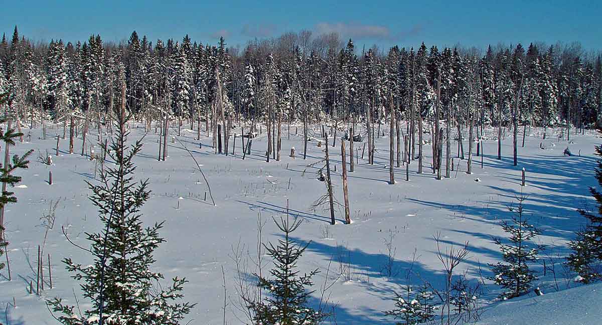 winter in maine forest