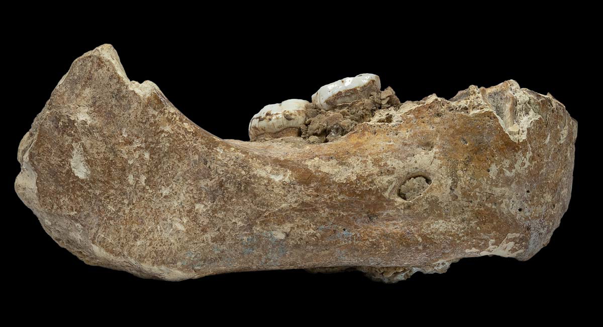 xiahe mandible