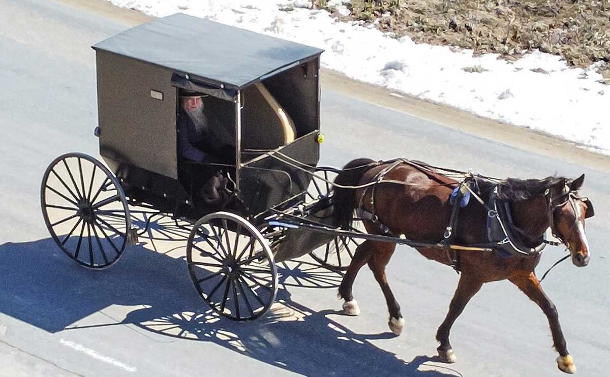 amish buggy