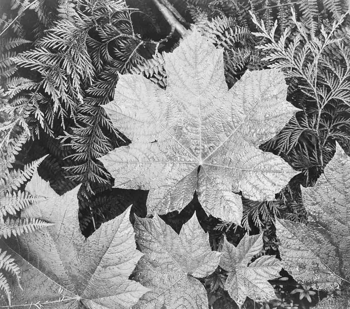 ansel adams leaf photo