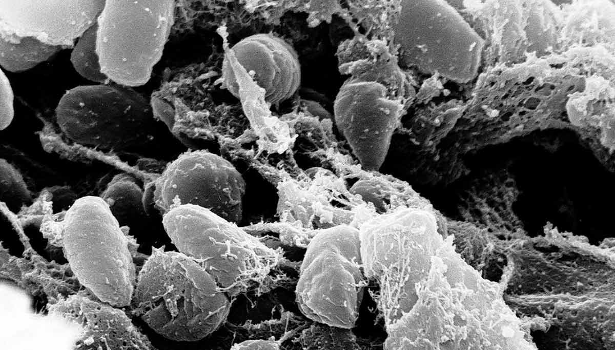 bacteria Yersinia pestis