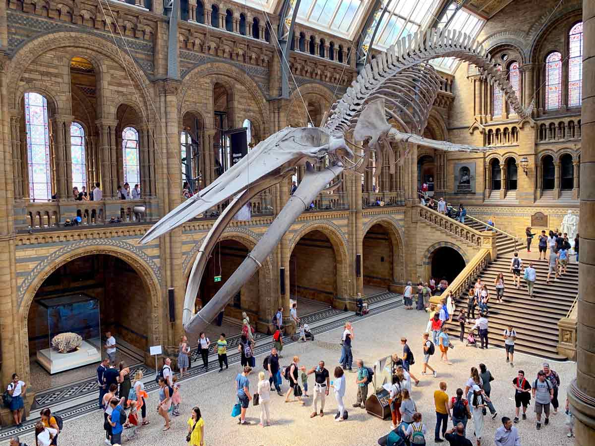 blue whale skeleton natural history museum london