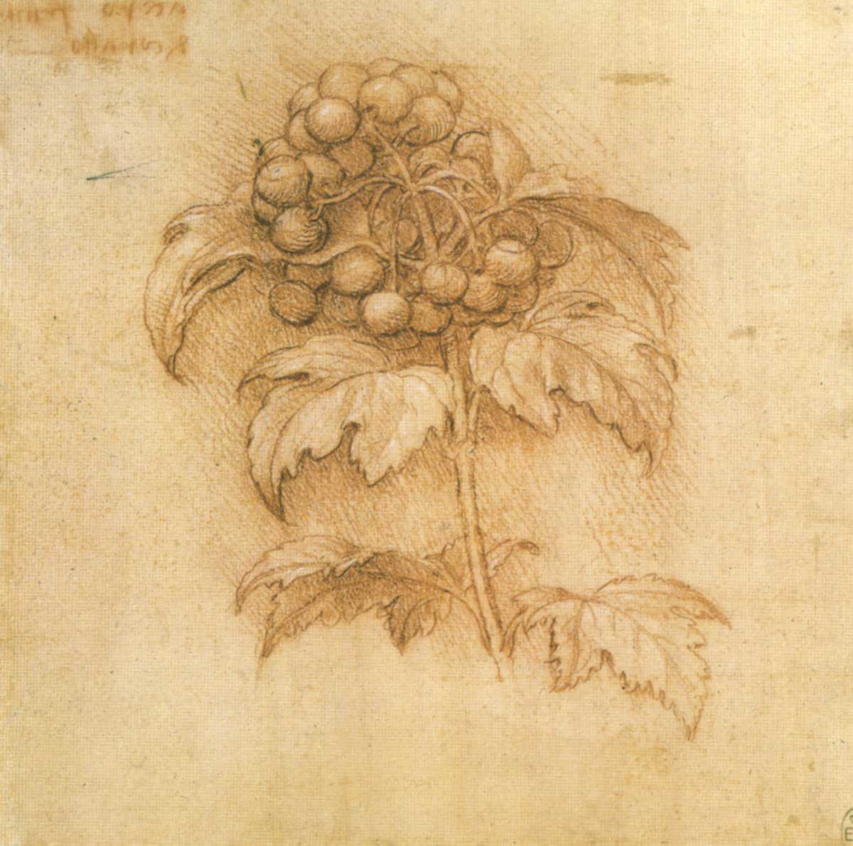 da vinci mirtillo palustre