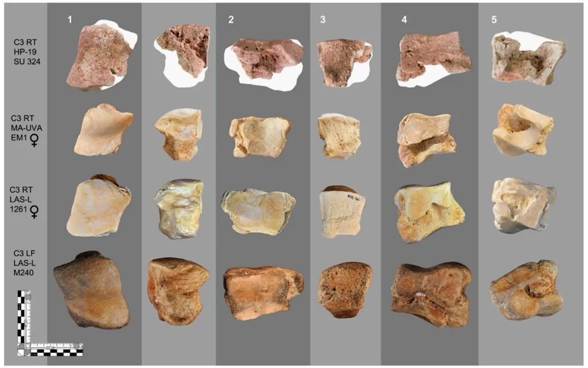 The elephant bone is found in the top row. Source: Martínez Sánchez, et al. (2026)