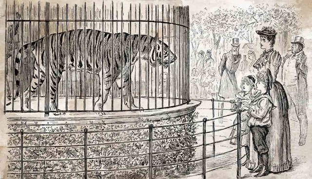 Victorian zoo visitors watching a caged tiger