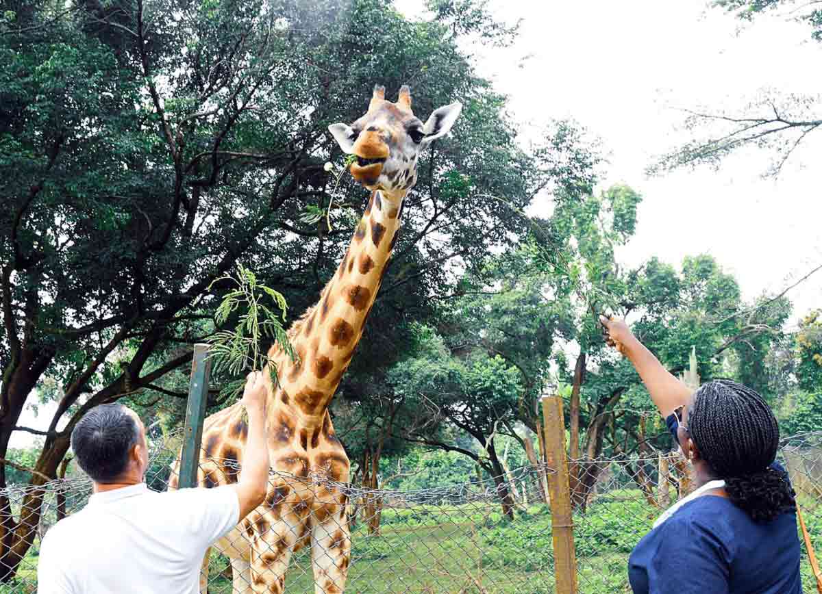 giraffe with zoo visitors uganda
