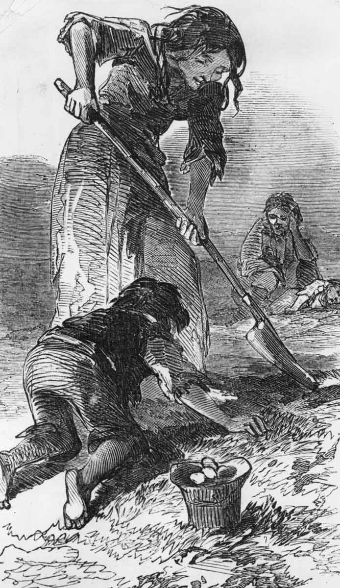 irish potato famine ruined potatoes