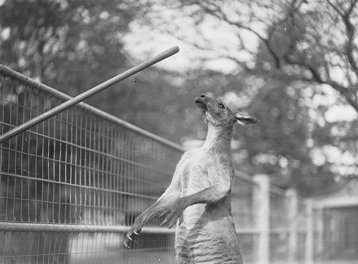 kangaroo at adelaide zoo