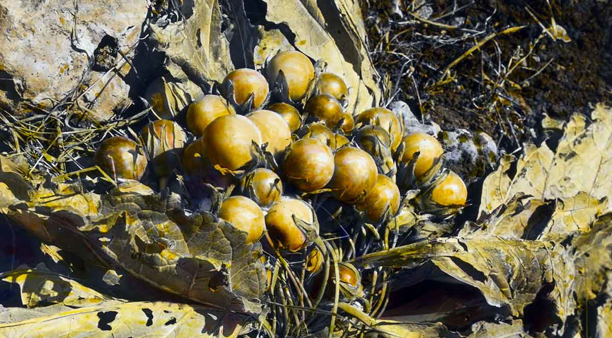 mandrakes with fruit magic bible