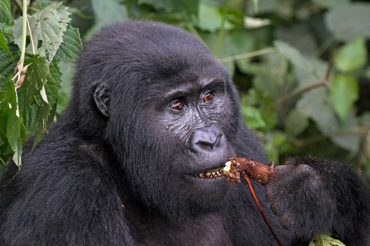 mountain gorilla eating root