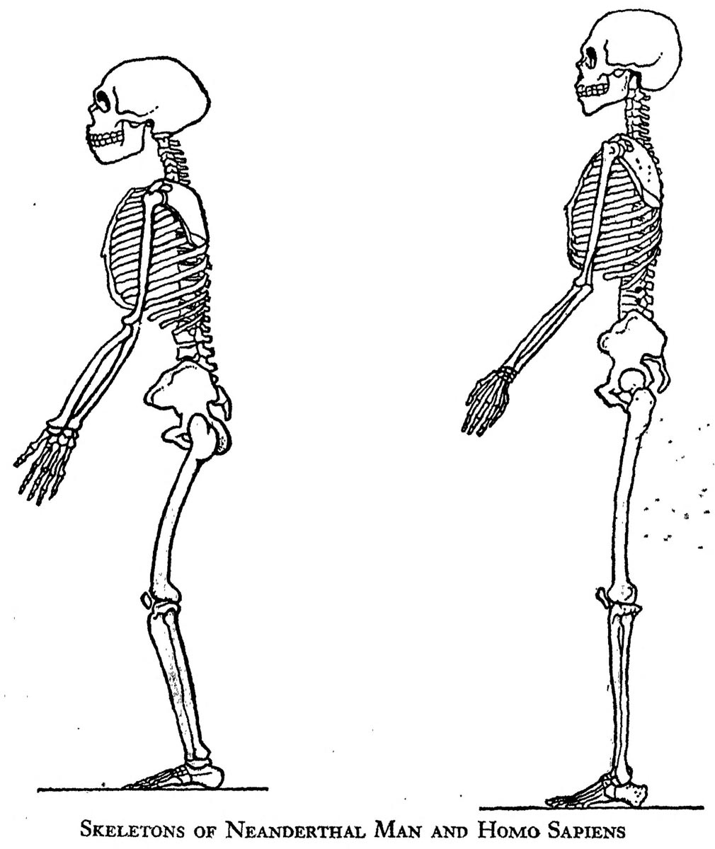 neanderthal boule reconstruction
