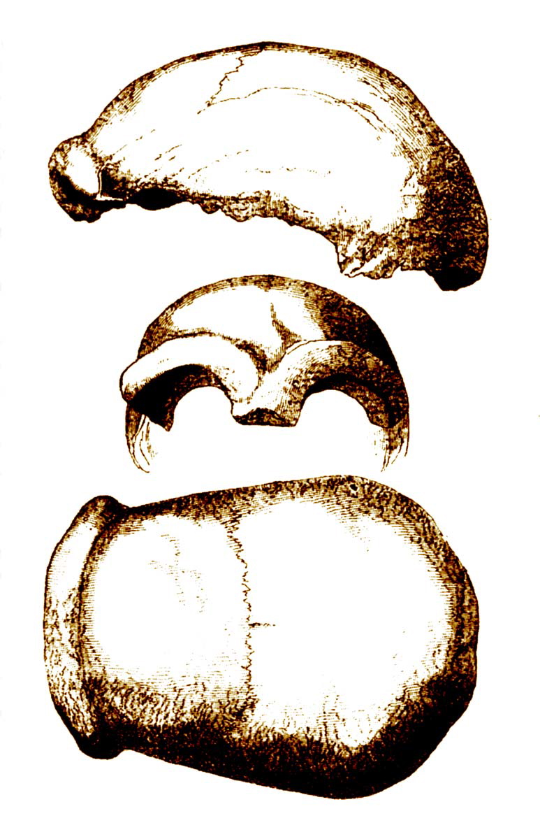 neanderthal skull cap