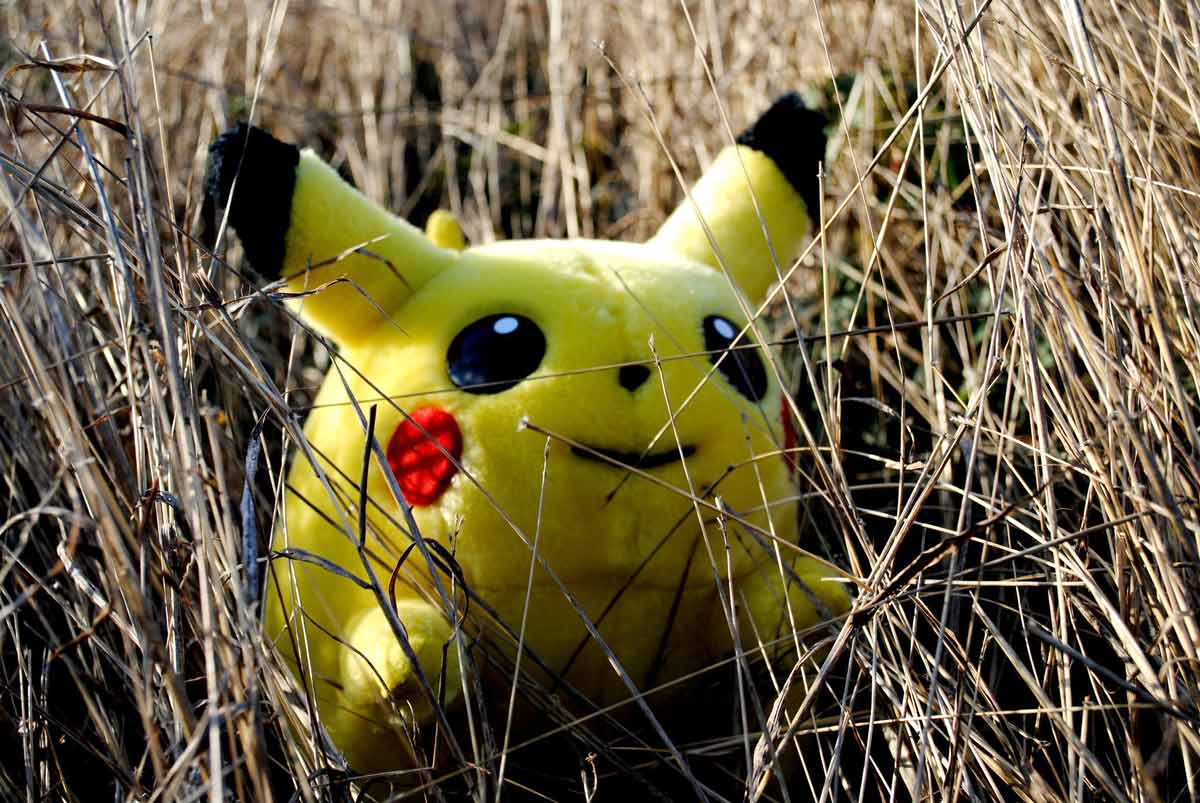 pikachu in the wild