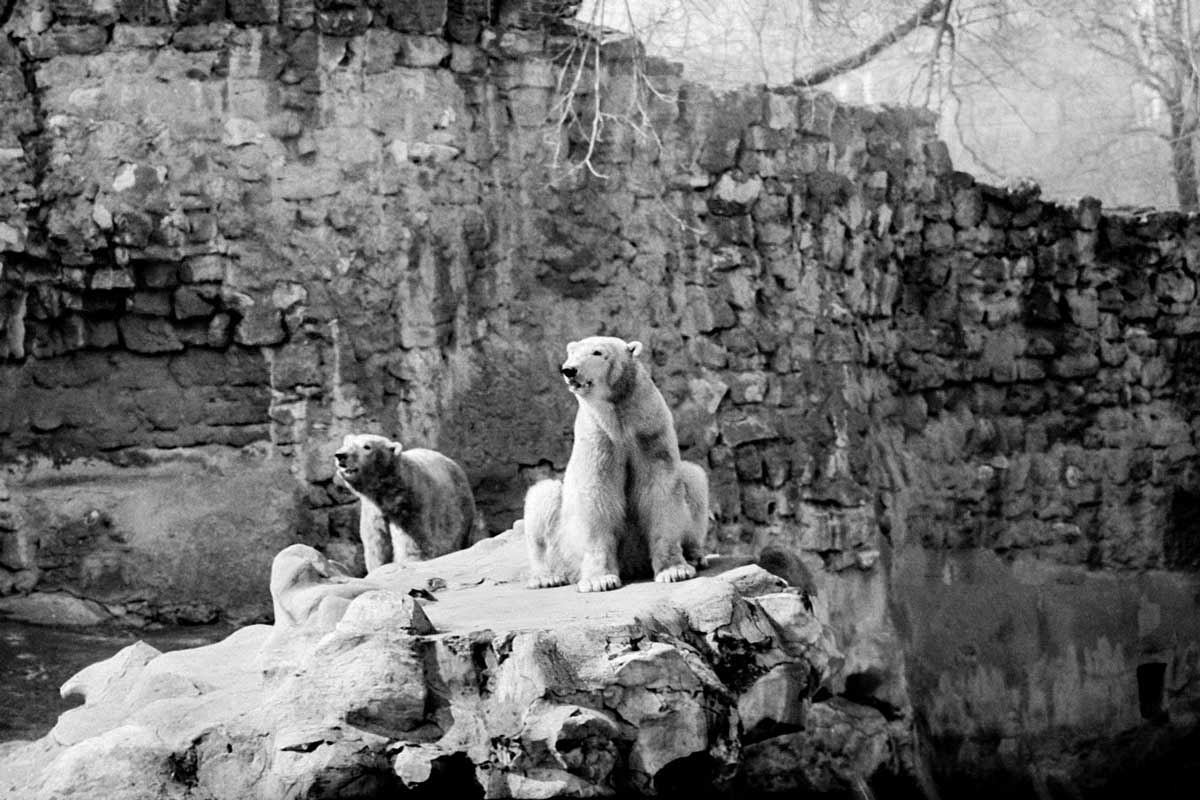polar bears at moscow zoo