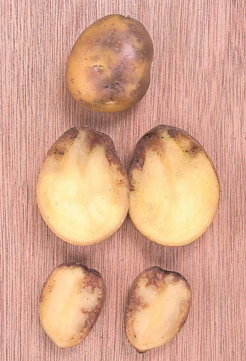 potato blight