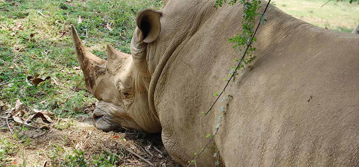 resting rhino entebbe zoo