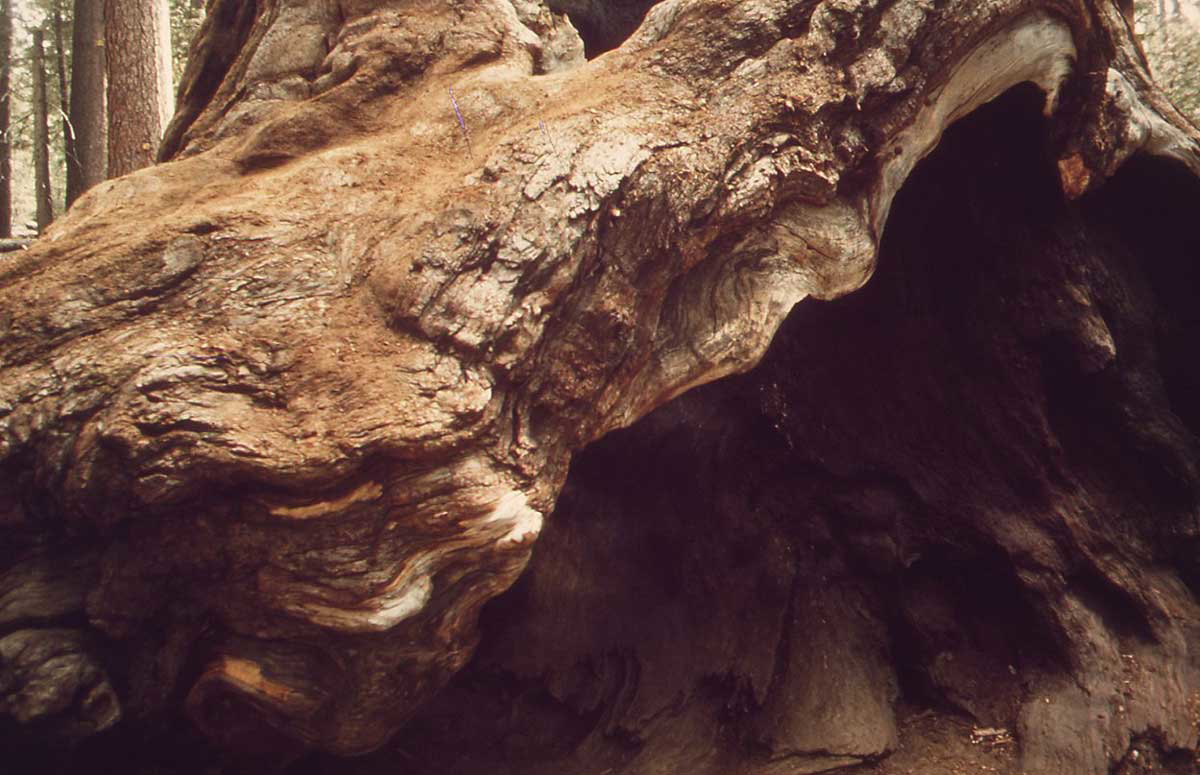 sequoia and kings formation